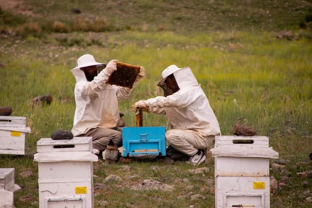 Dlaczego odpowiedni strój pszczelarza jest tak istotny?